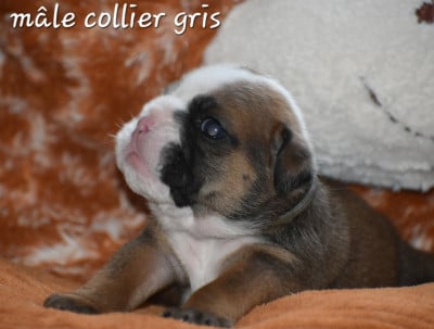 Les chiots de Bulldog Anglais