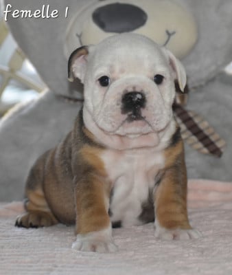 Les chiots de Bulldog Anglais