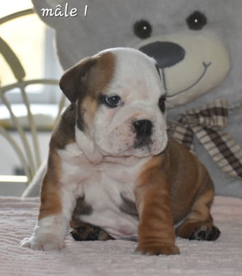 Les chiots de Bulldog Anglais
