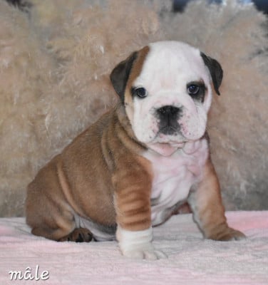 Les chiots de Bulldog Anglais