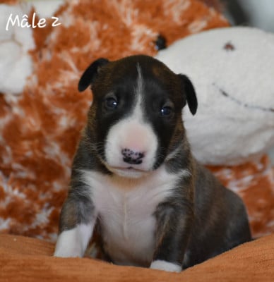 Les chiots de Bull Terrier
