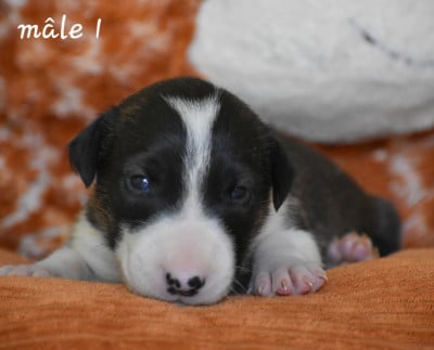 Les chiots de Bull Terrier