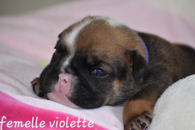 Les chiots de Bulldog Anglais
