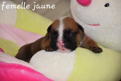 Les chiots de Bulldog Anglais