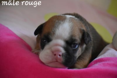 Les chiots de Bulldog Anglais