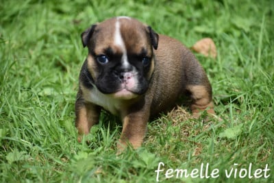 Les chiots de Bulldog Anglais