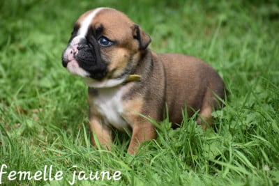 Les chiots de Bulldog Anglais