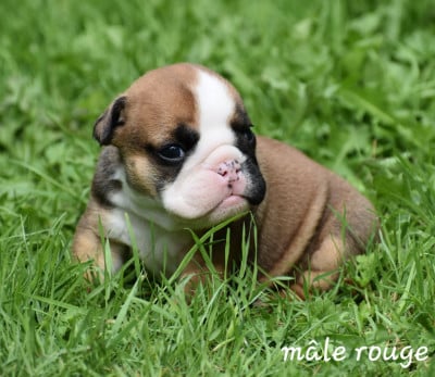 Les chiots de Bulldog Anglais