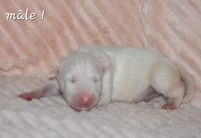 Bull Terrier