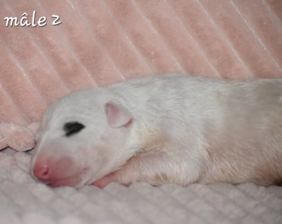 Mâle 2 - Bull Terrier