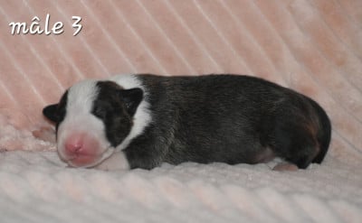 Mâle 3 - Bull Terrier