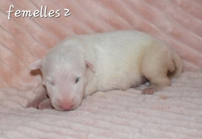 Femelle 2 - Bull Terrier