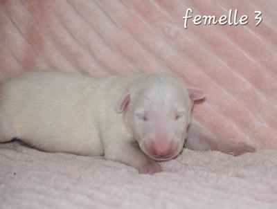 Femelle 3 - Bull Terrier