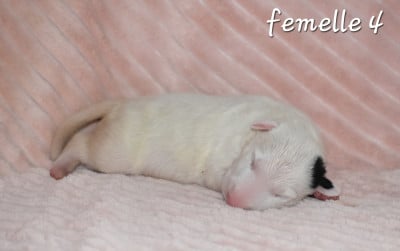 Femelle 4 - Bull Terrier