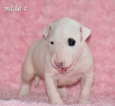 Les chiots de Bull Terrier