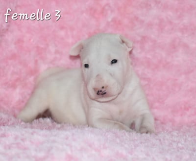 Les chiots de Bull Terrier