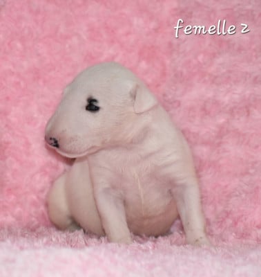 Les chiots de Bull Terrier