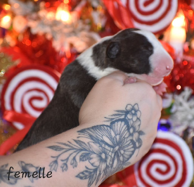 Les chiots de Bull Terrier