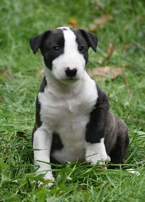 Les chiots de Bull Terrier