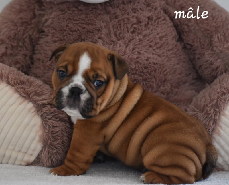 Bulldog Anglais - Du Monde Des Bulls 
