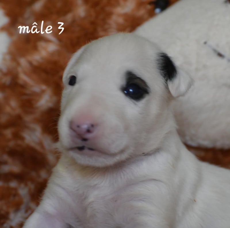 Bull Terrier - Du Monde Des Bulls 