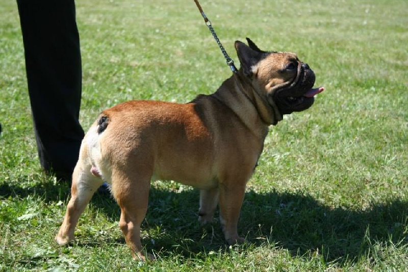 gyal-ligeti-kis-csibész Général lee - 1er EXCELLENT + Meilleur de Race