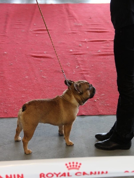 gyal-ligeti-kis-csibész Général lee - 1er Exc + CACS