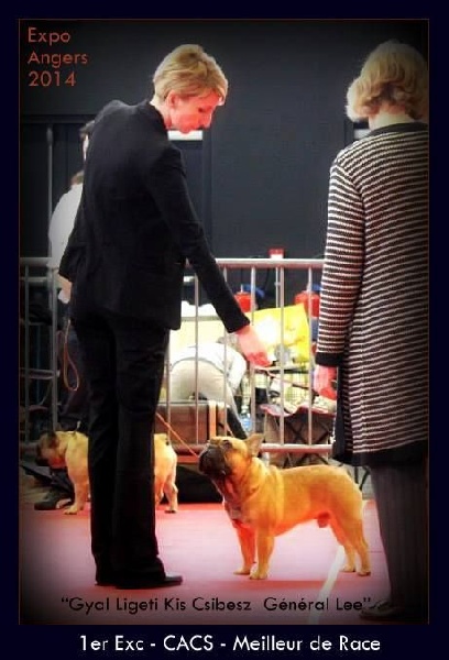 gyal-ligeti-kis-csibész Général lee - 1er Exc + CACS + Meilleur de Race