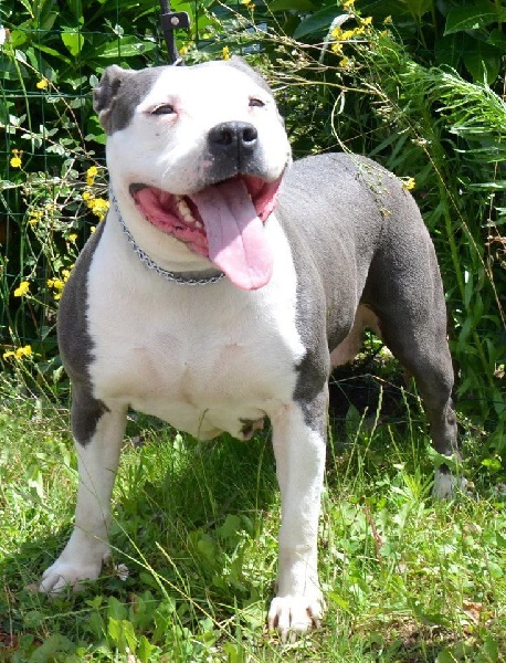 America scarlett o'hara du corsica bravefeart