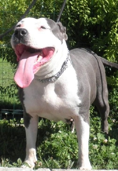 America scarlett o'hara du corsica bravefeart