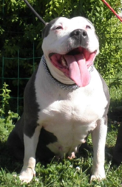 America scarlett o'hara du corsica bravefeart