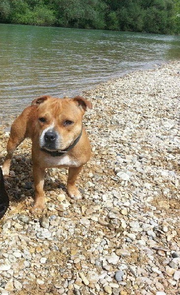 Goldstrike cola Of Christal Heart'S