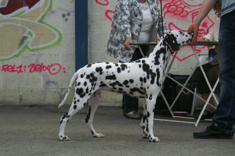 Castille de l'antre des limiers d'argent - 1ère Très Bon