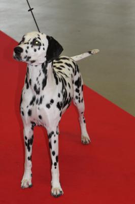 Castille de l'antre des limiers d'argent - 2ème Excellent RCACS RCACIB