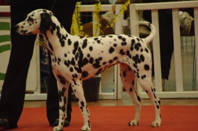 Castille de l'antre des limiers d'argent - 1ère Excellent CACS, CACIB, meilleur de race
