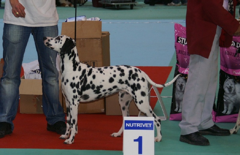 Castille de l'antre des limiers d'argent - 1ère Excellent