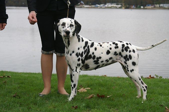 Castille de l'antre des limiers d'argent - 3ème Excellente
