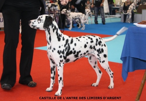 Castille de l'antre des limiers d'argent - Excellent non classé