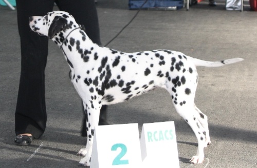Castille de l'antre des limiers d'argent - 1ère Excellent RCACS