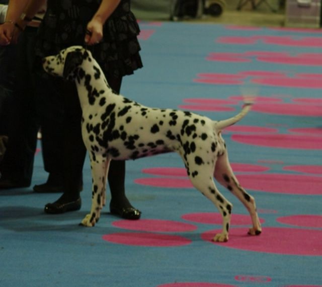 Castille de l'antre des limiers d'argent - 1ère Excellent CACL