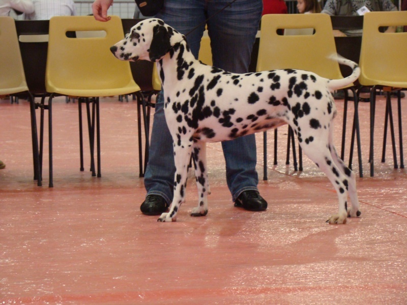 Castille de l'antre des limiers d'argent - 1ère Excellent, CACS, meilleur de race, 2ème du groupe 6!