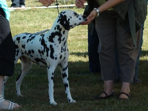 Castille de l'antre des limiers d'argent - 1ère Excellent, CACS, meilleur de race, 3ème du groupe 6!