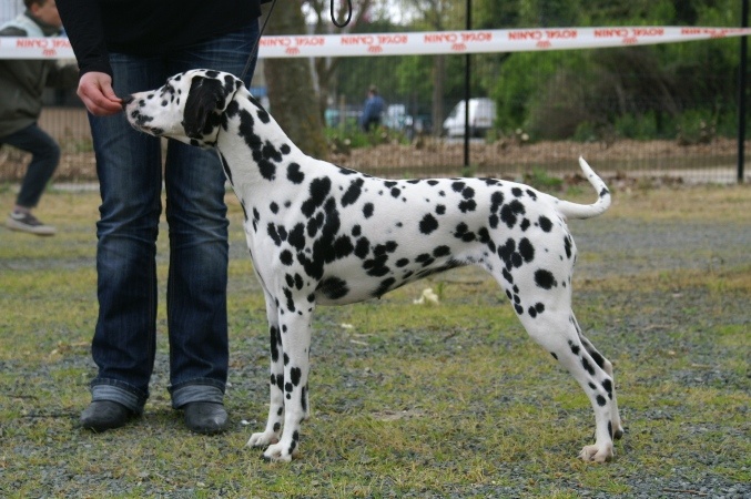 Castille de l'antre des limiers d'argent - 2ème Excellent RCACS, RCACIB