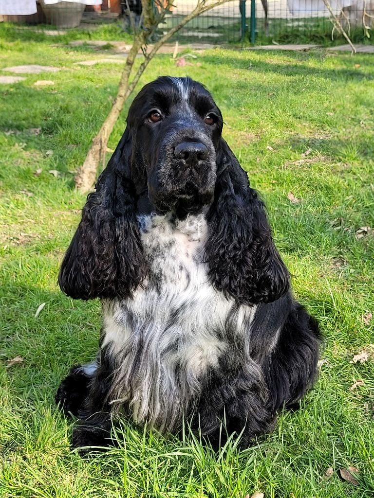 CH. black delja's Ardemonio (tom)