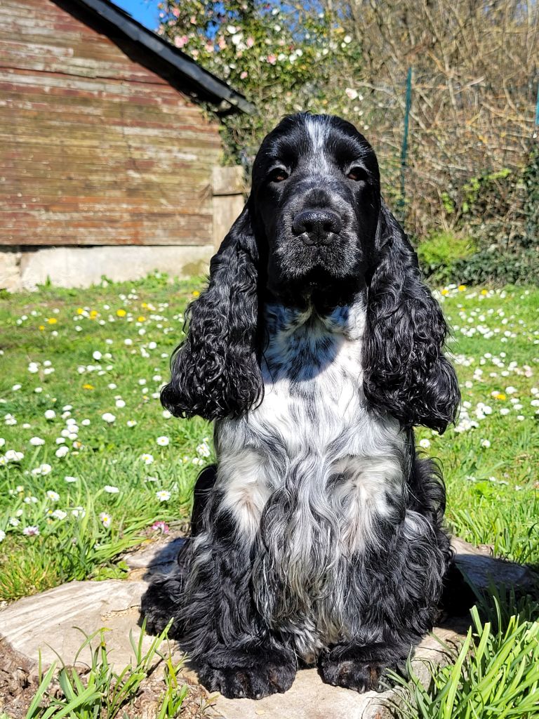 CH. black delja's Ardemonio (tom)