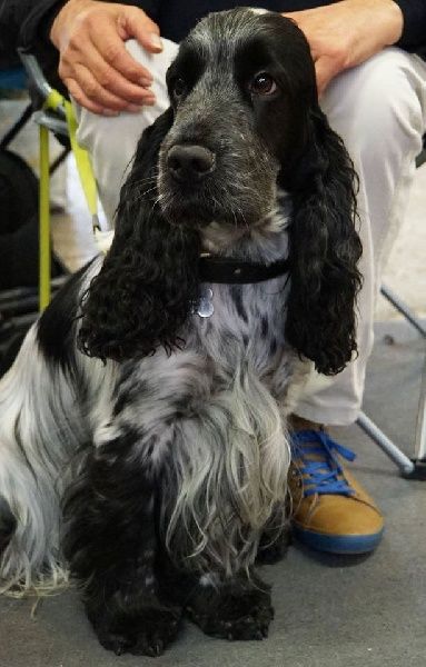 Hollywood Des Merveilles D'orion