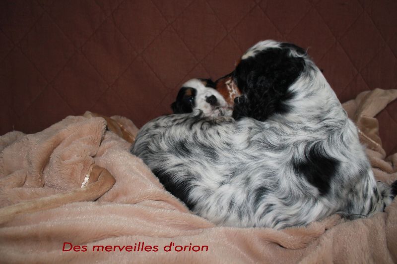 Exact De la butte domfrontaise