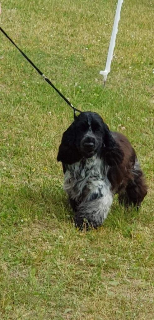 CH. black delja's Ardemonio (tom)