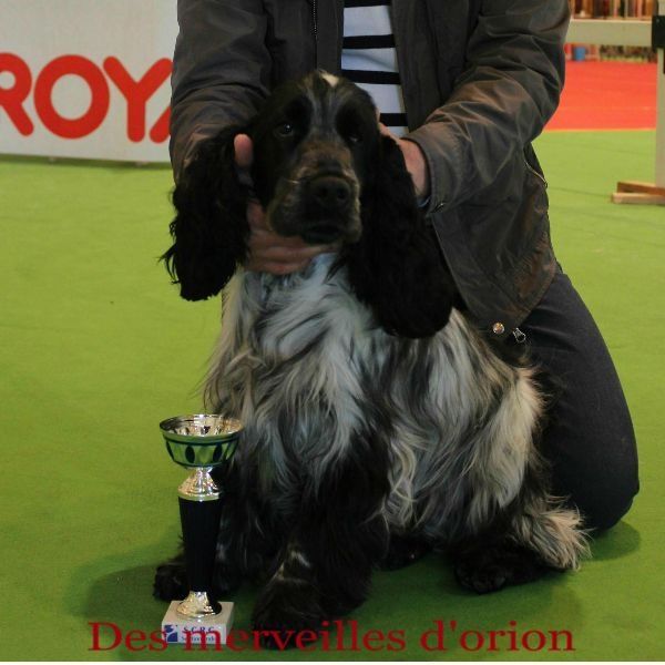 Hollywood Des Merveilles D'orion