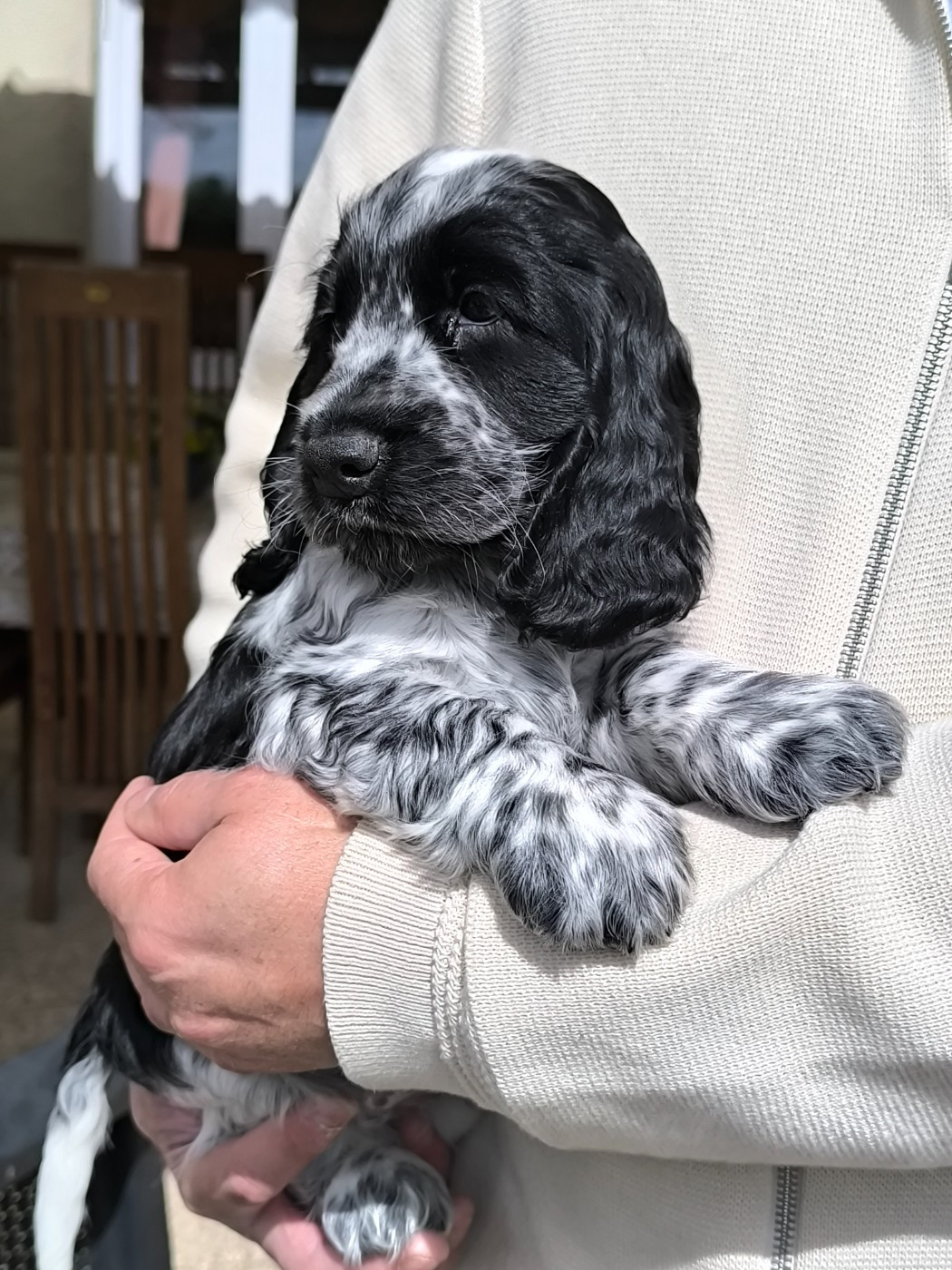 Blue - Cocker Spaniel Anglais